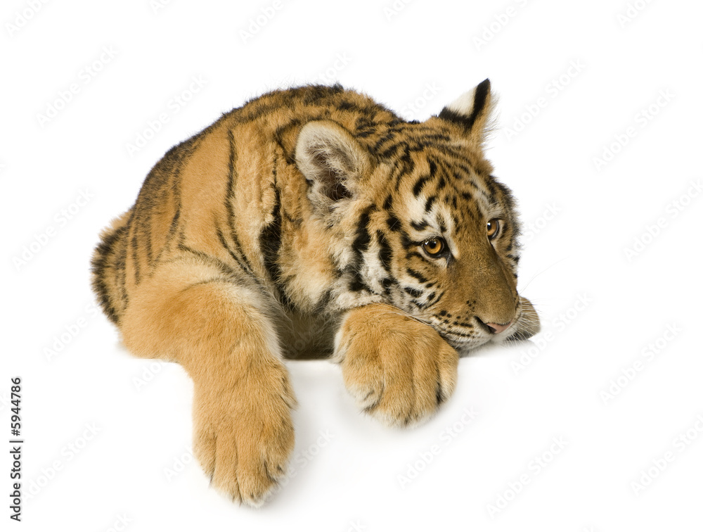 Obraz premium Tiger cub (5 months)