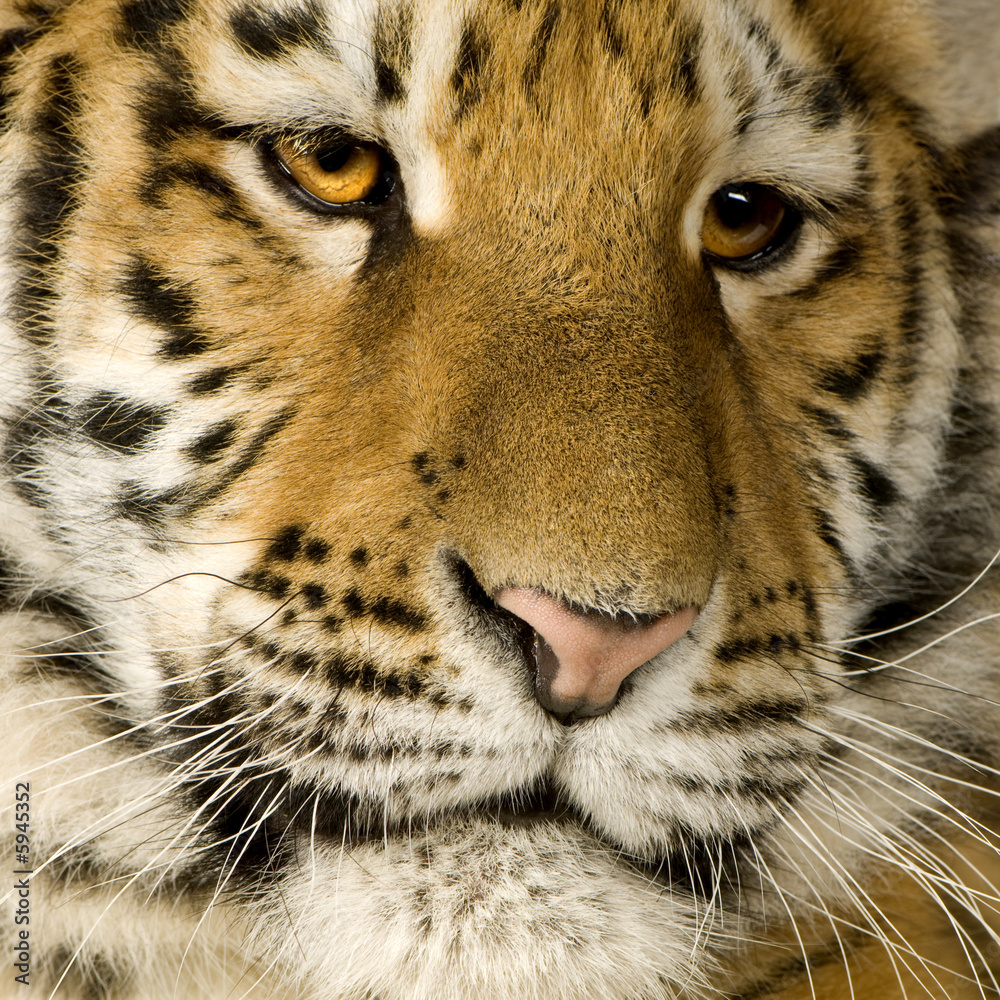 Tiger cub (5 months)