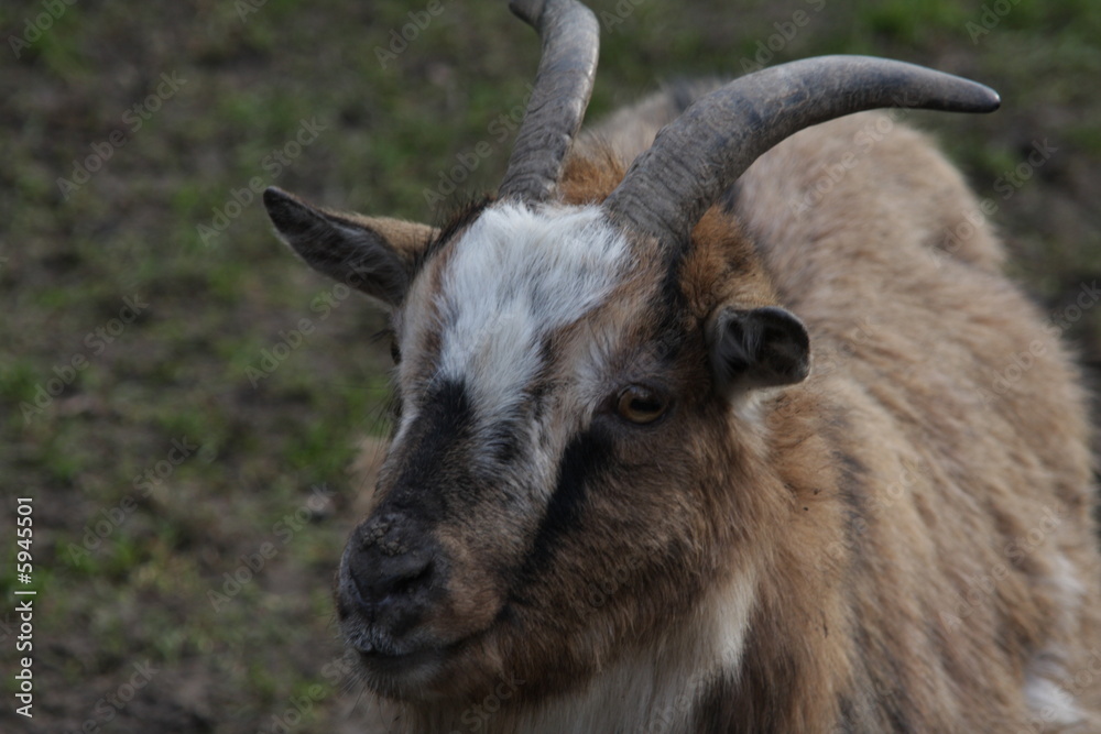 ziege ziege