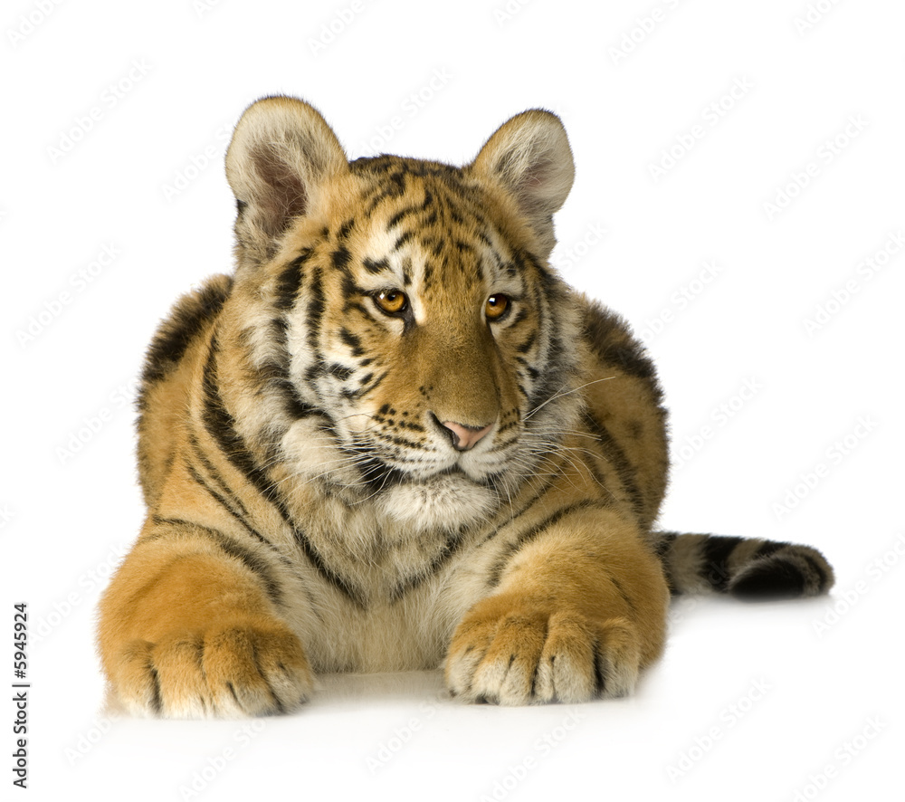 Tiger cub (5 months) Tiger cub (5 months)
