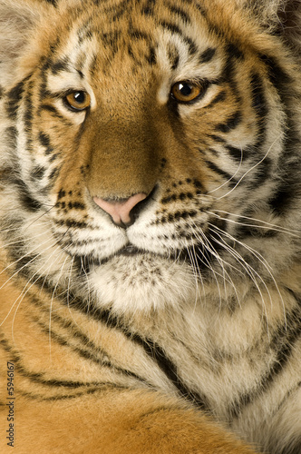 Tiger cub  5 months 