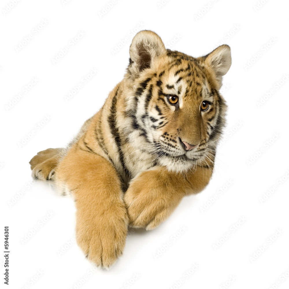 Obraz premium Tiger cub (5 months)