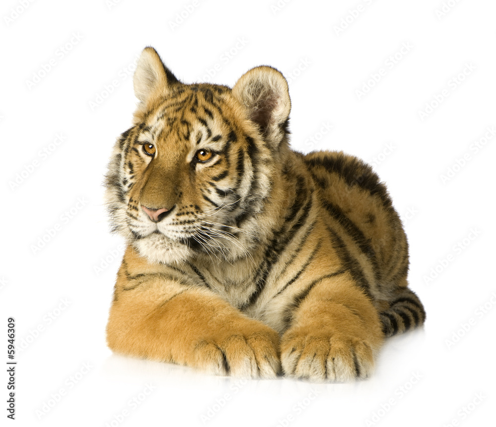Fototapeta premium Tiger cub (5 months)