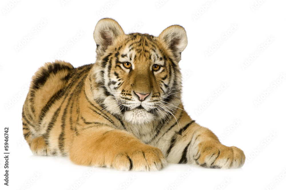 Obraz premium Tiger cub (5 months)