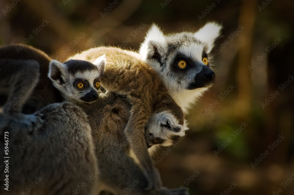 mother and baby lemur mother and baby lemur