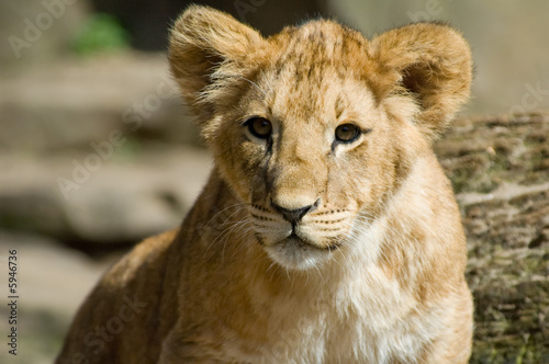  cute lion cub © Eric Gevaert
