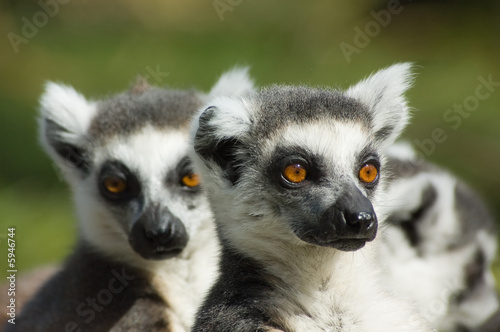 cute ring-tailed lemur