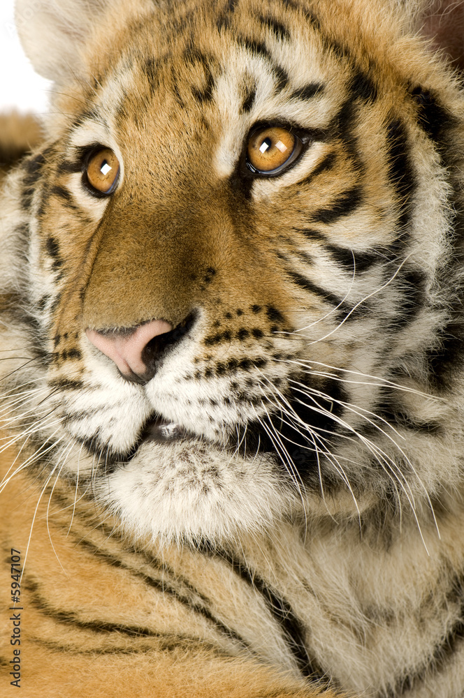 Fototapeta Młody tygrys (5 miesięcy)