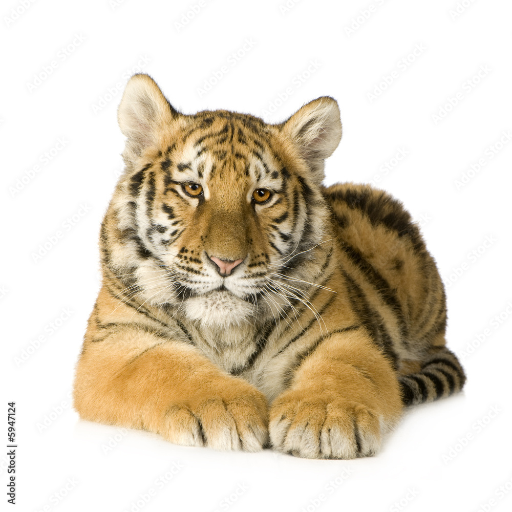 Tiger cub (5 months) Tiger cub (5 months)