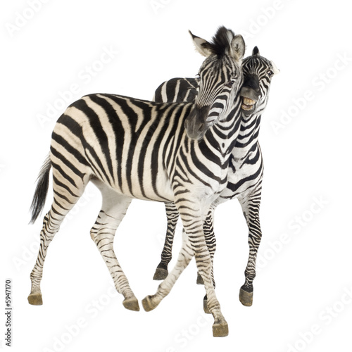 Zebra © Eric Isselée