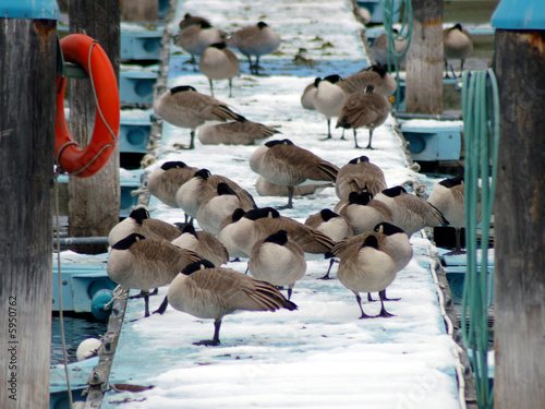 Canvastavla Sleeping geese on dock