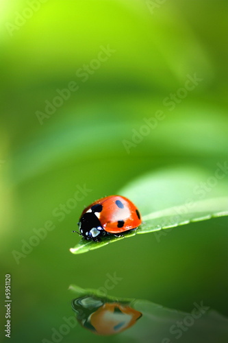 Ladybird bug on a leaf with green background