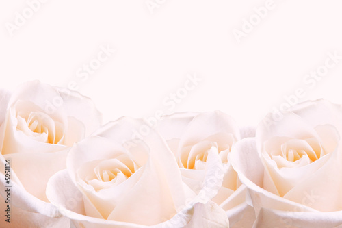 Bridal bouquet of pale pink roses.
