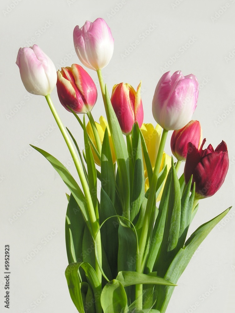 posy of spring tulips