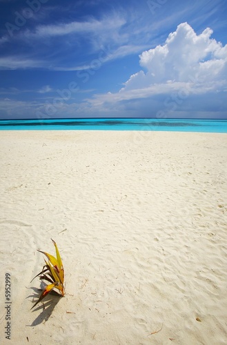 Tropical beach with small palmtree, Maldives