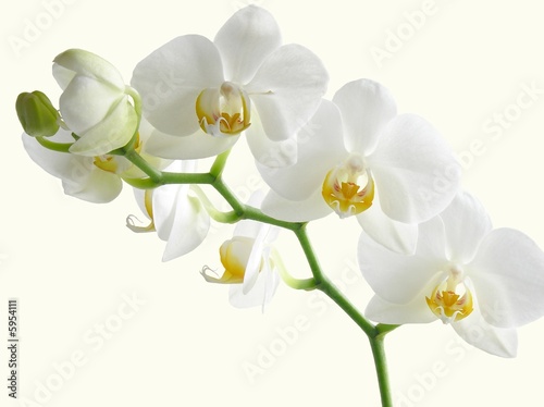 Fototapeta Naklejka Na Ścianę i Meble -  white orchid bunch