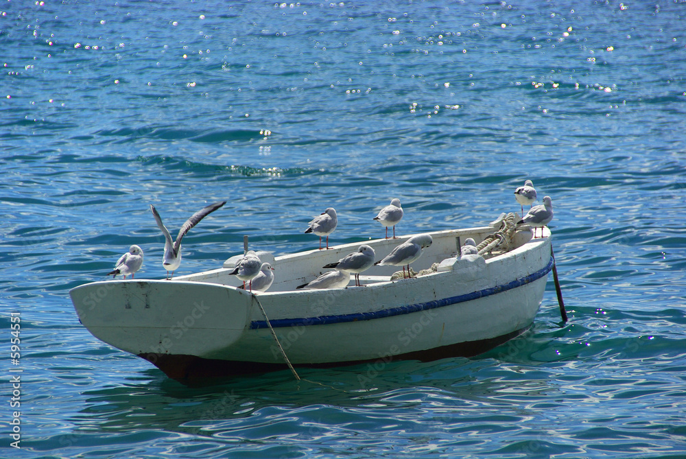 Fototapeta premium Möwe 15