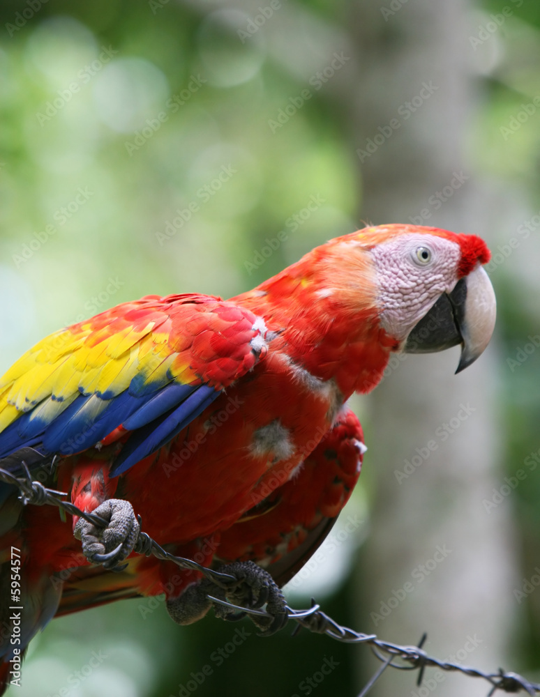 Obraz premium Scarlet Macaw on a barbed wire fence