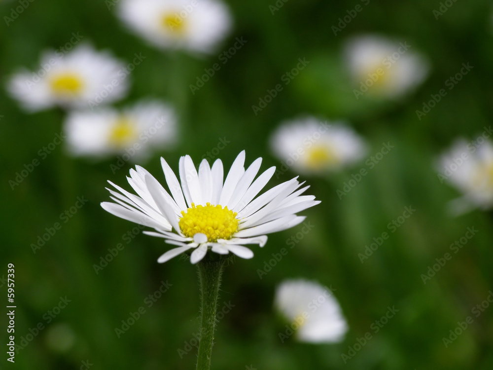 Close-up of field of white flowers on a summer day Close-up of field of white flowers on a summer day