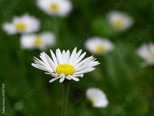 Close-up of field of white flowers on a summer day