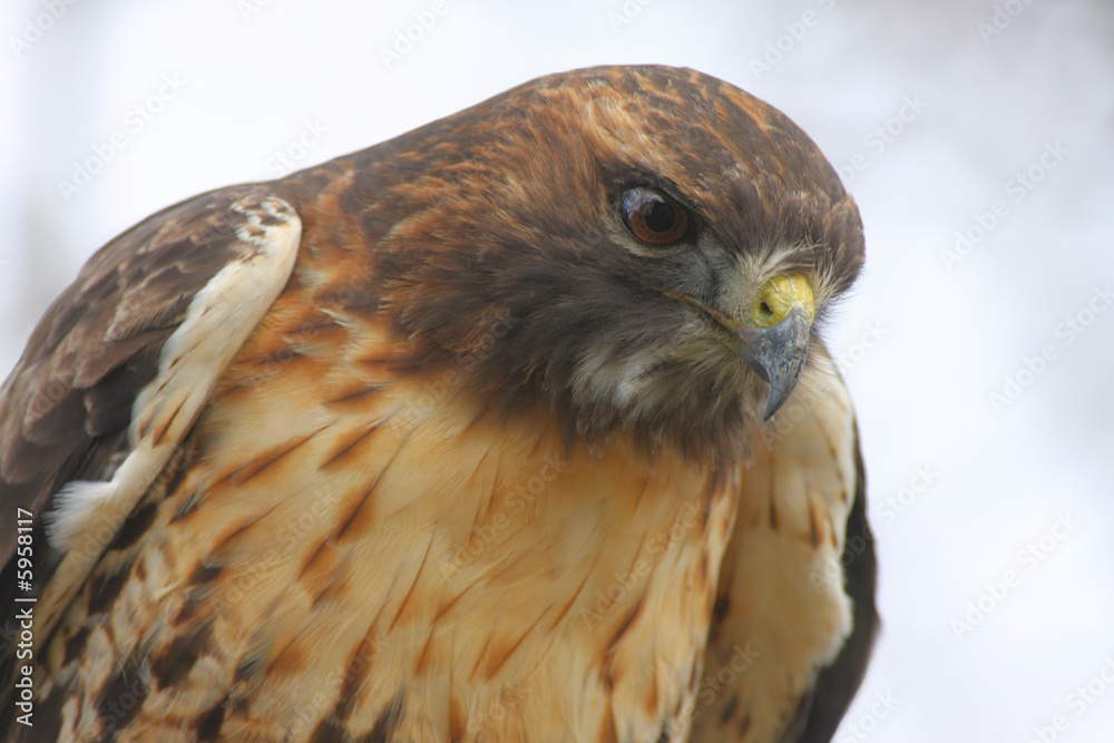 Naklejka premium Red-tailed Hawk (buteo jamaicensis)