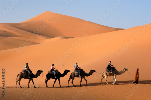 Camel caravan going the sand dunes in the Sahara Desert