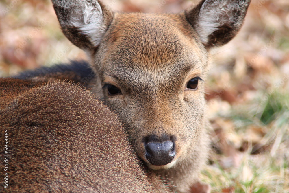 Fototapeta premium Damwild