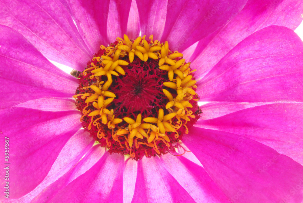 close up of pink flower