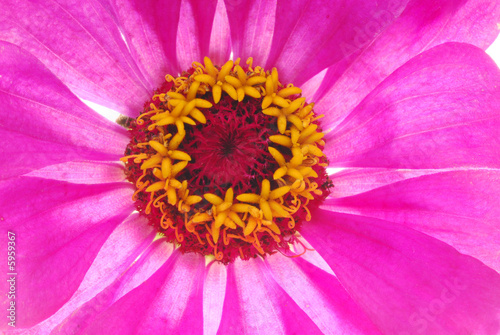 close up of pink flower