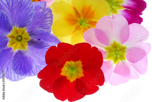 colorful frimula flowers