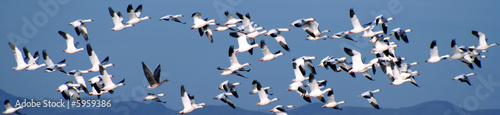 A Flock of Snow Geese Over the Mountains