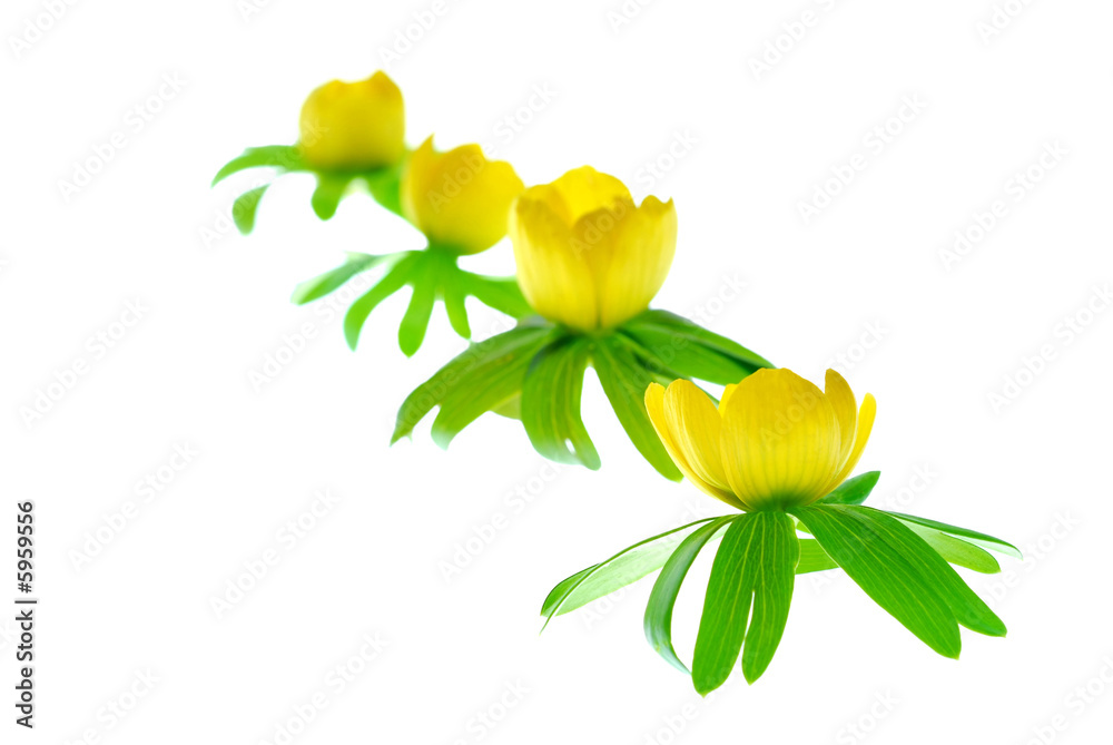 Fotografia yellow aconite flower