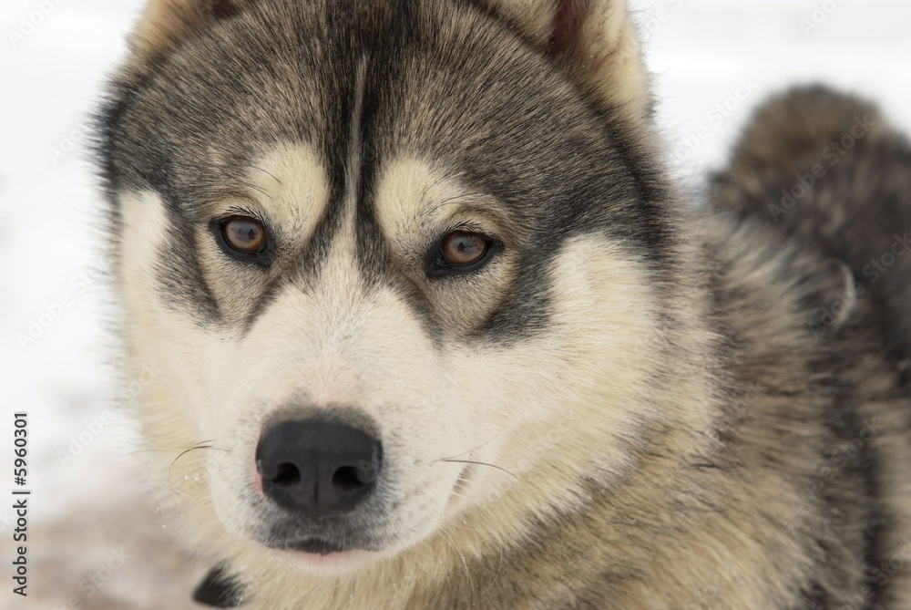 Close Up portrait of a Greenland Sledge Dog Close Up portrait of a Greenland Sledge Dog