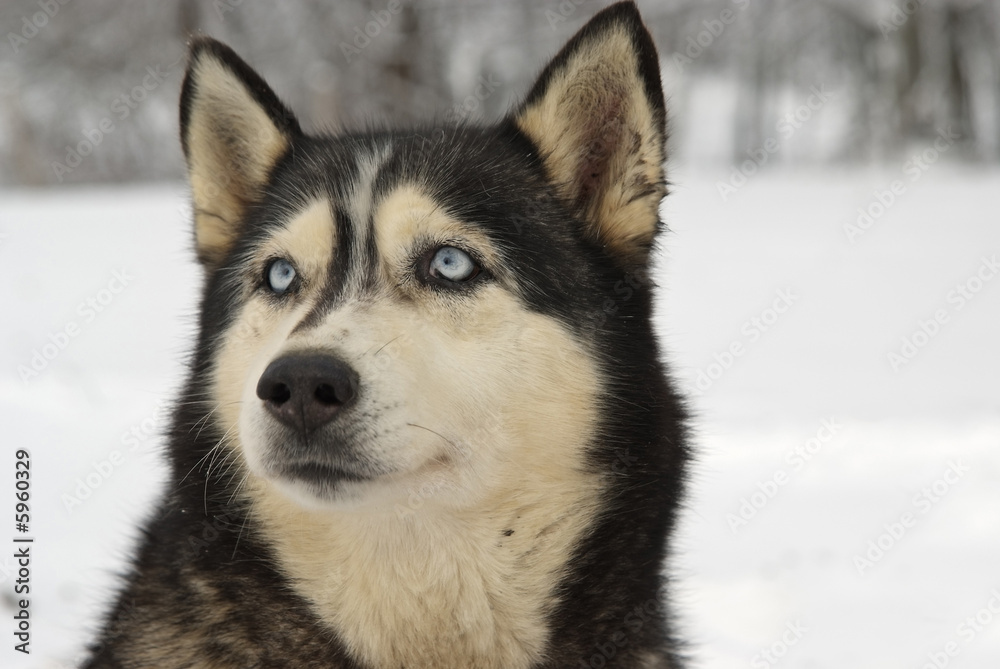 Close Up portrait of a Greenland Sledge Dog on alert