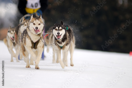 Chiens de traineaux