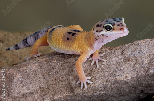 Leopard gecko on rock