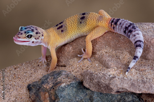 Leopard gecko licking lips