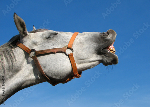 Bild auf Leinwand Neighing horse