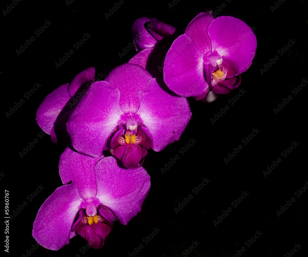 Naklejka premium flower, orchids