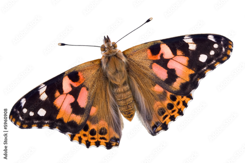 Obraz premium Painted Lady on white