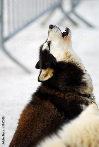 Chien de traineaux
