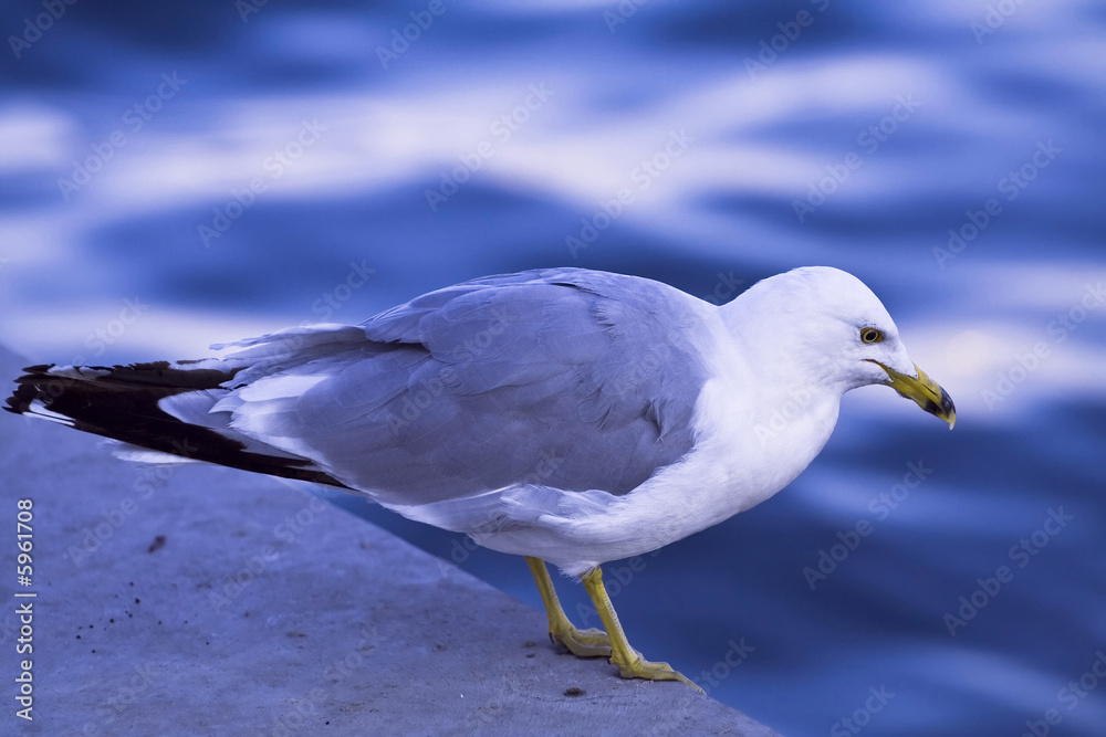 Fototapeta premium Seagull