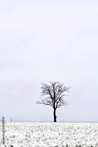 Single tree in a field, winter scene