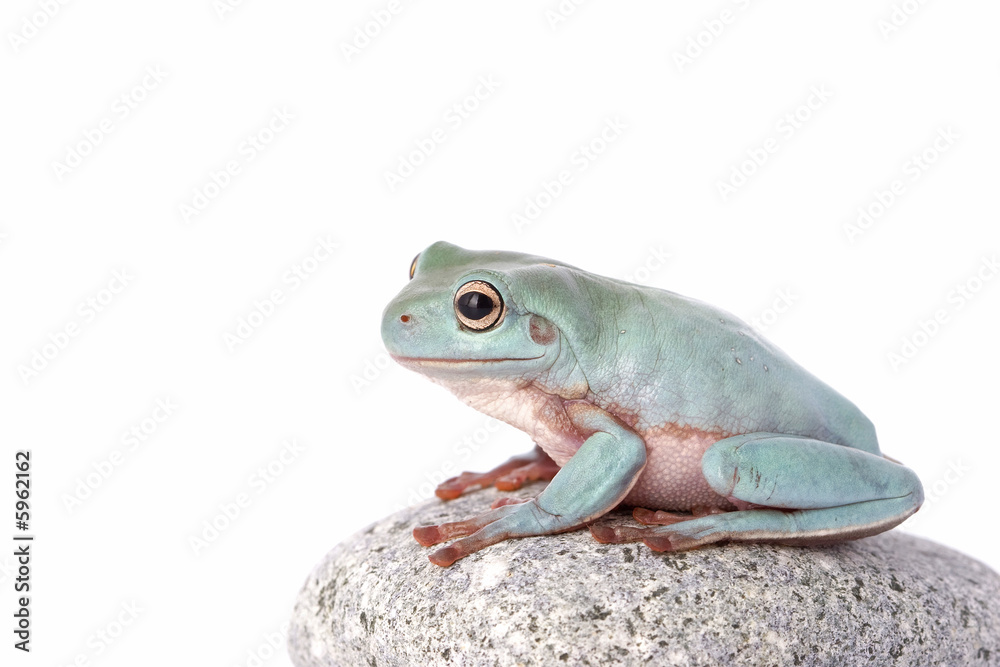 Obraz premium frog macro - a tree frog ( litoria caerulea ) isolated on white