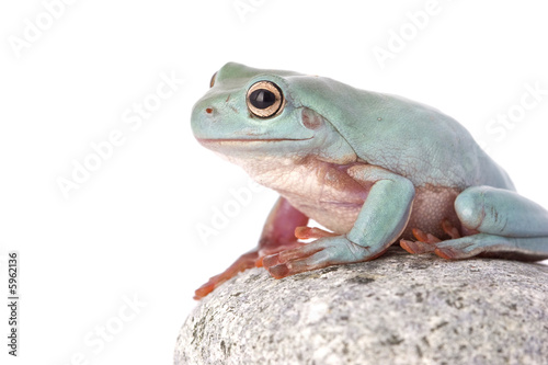frog macro - a tree frog ( litoria caerulea ) isolated on white