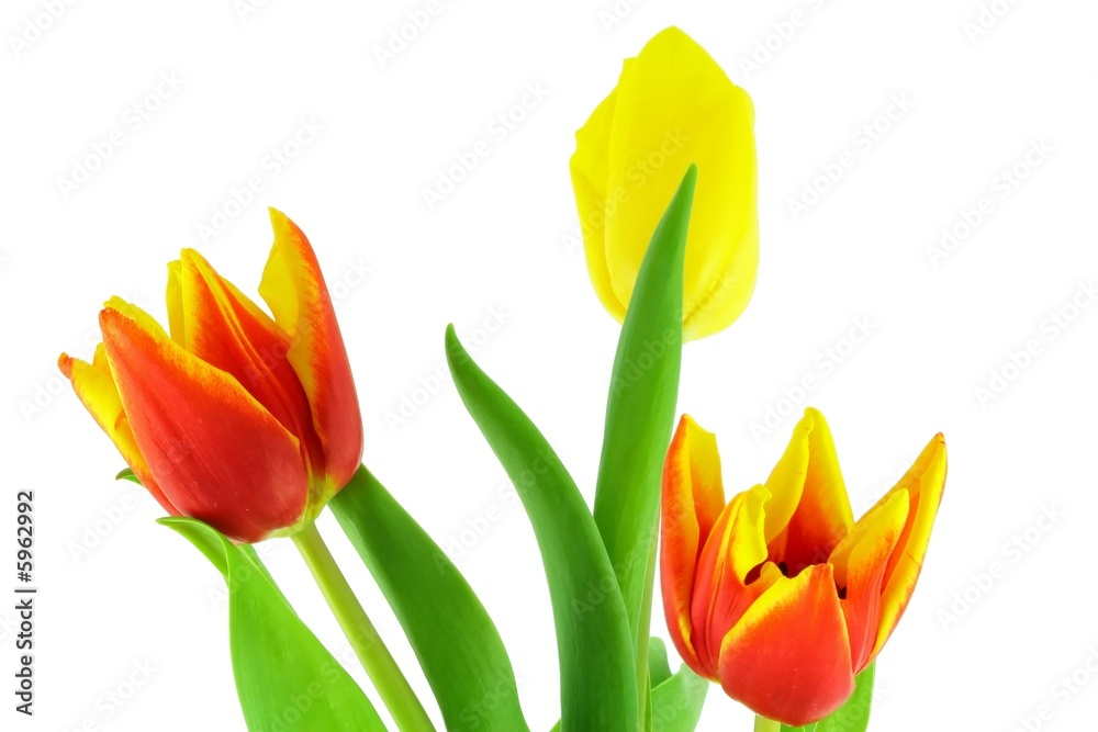 Colorful tulips isolated on a white background Colorful tulips isolated on a white background