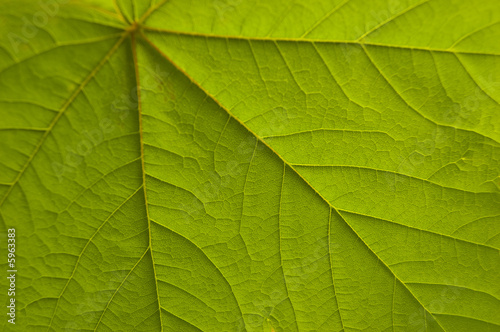 Green leaf