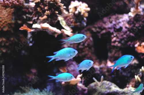 Obraz na plátně shoal of fish
