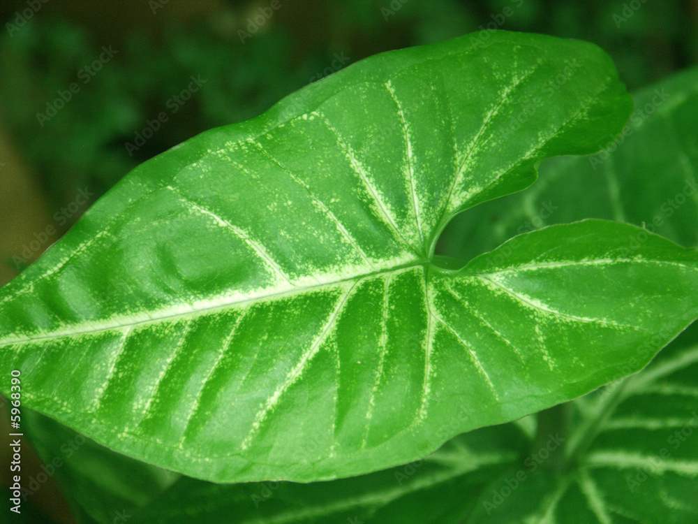 feuille de syngonium feuille de syngonium