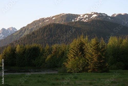 forested hillside with mountains